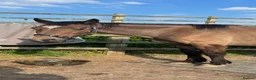 Other Breed horses for sale: Welsh part breed mare 15h - Advert 5