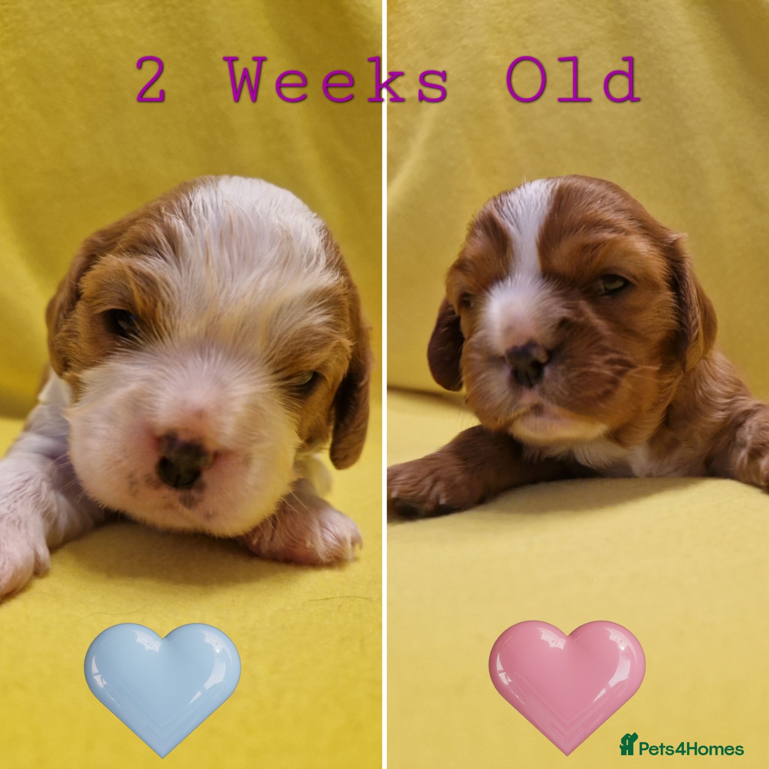 Cavalier King Charles Spaniel dogs 🐾 3 Beautiful KC Cavalier CKCS Puppies 🐾 - Advert 1