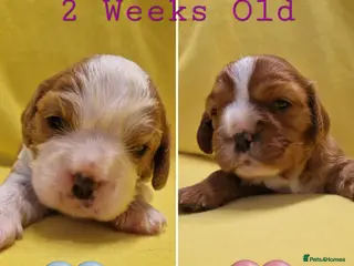 Cavalier King Charles Spaniel dogs 🐾 3 Beautiful KC Cavalier CKCS Puppies 🐾 - Advert 1
