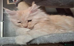 Maine Coon cats for sale: Gorgeous kittens  - Image 6