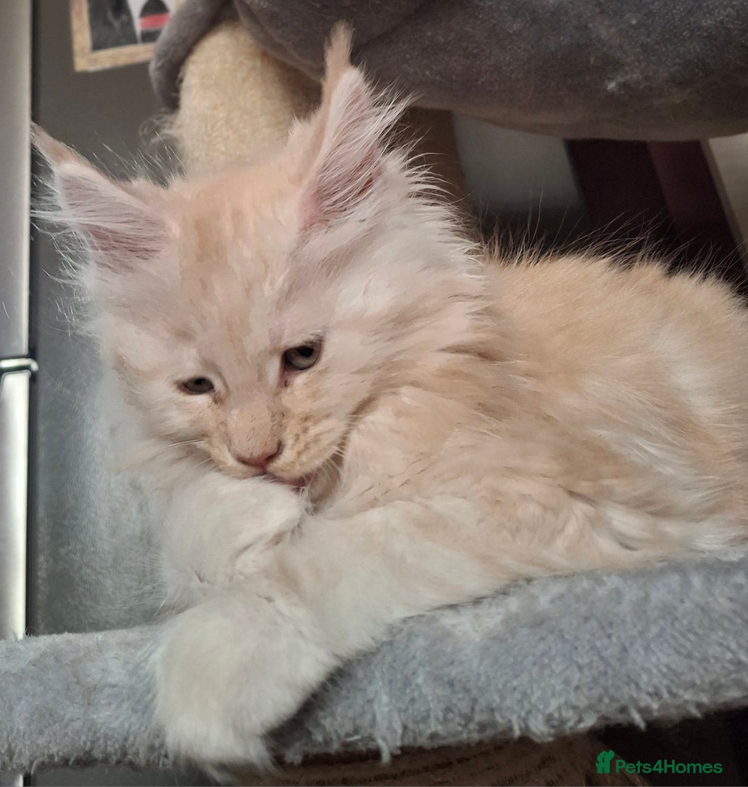 Maine Coon cats for sale: Gorgeous kittens  - Image 6
