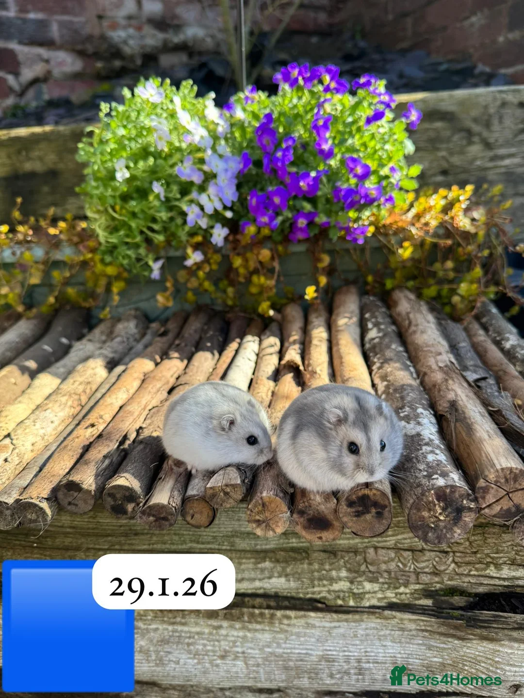 Hamster rodents for sale: Beautiful baby winter white russian dwarf hamsters - Advert 2