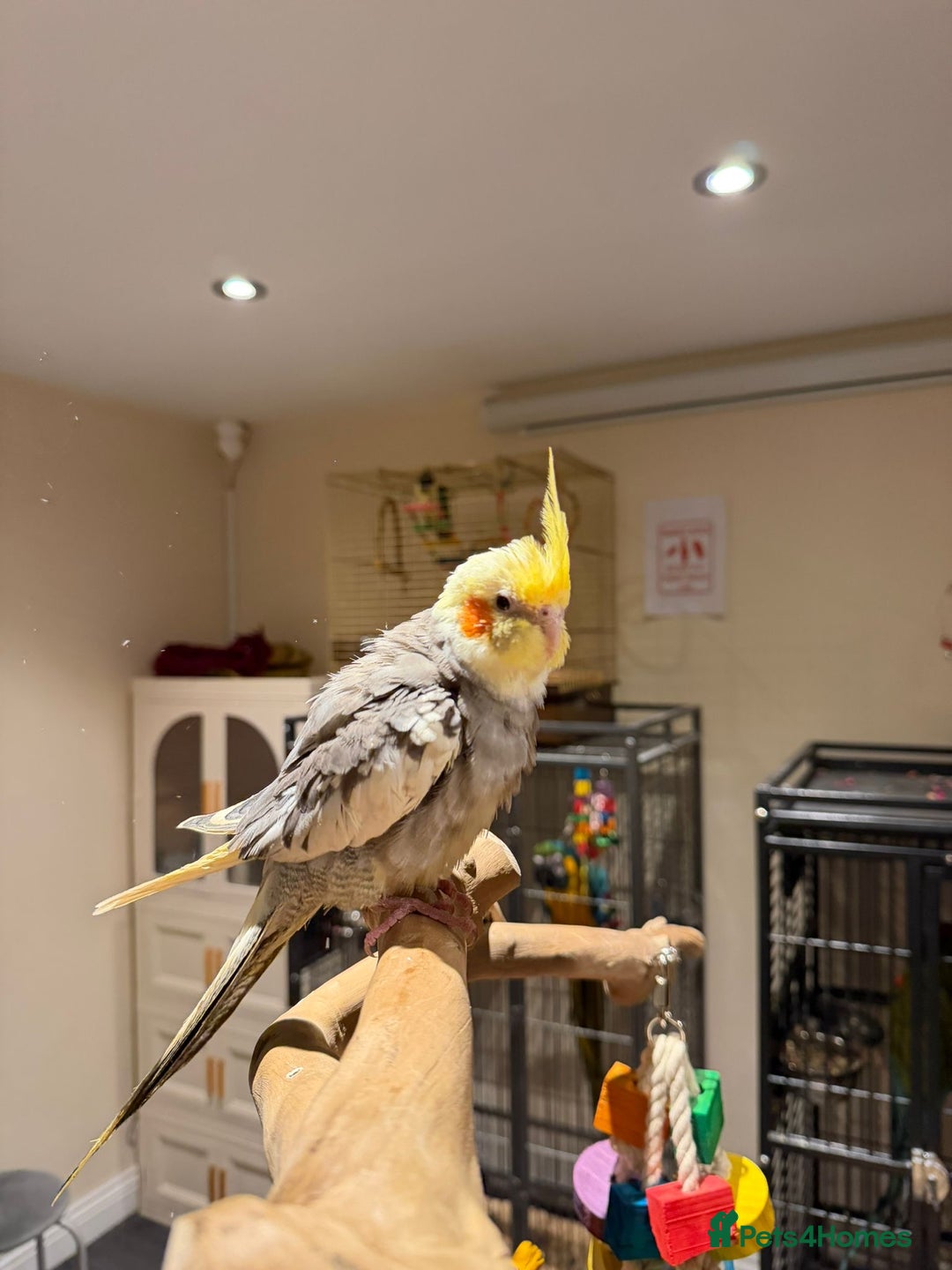 Budgerigars birds for sale: Beautiful Cockatiels for Sale- Tame and not Tame!  - Advert 7