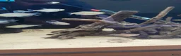 Tetras fish for sale: Congo tetra and white fin ornatus tetra in Sunderland - Advert 1