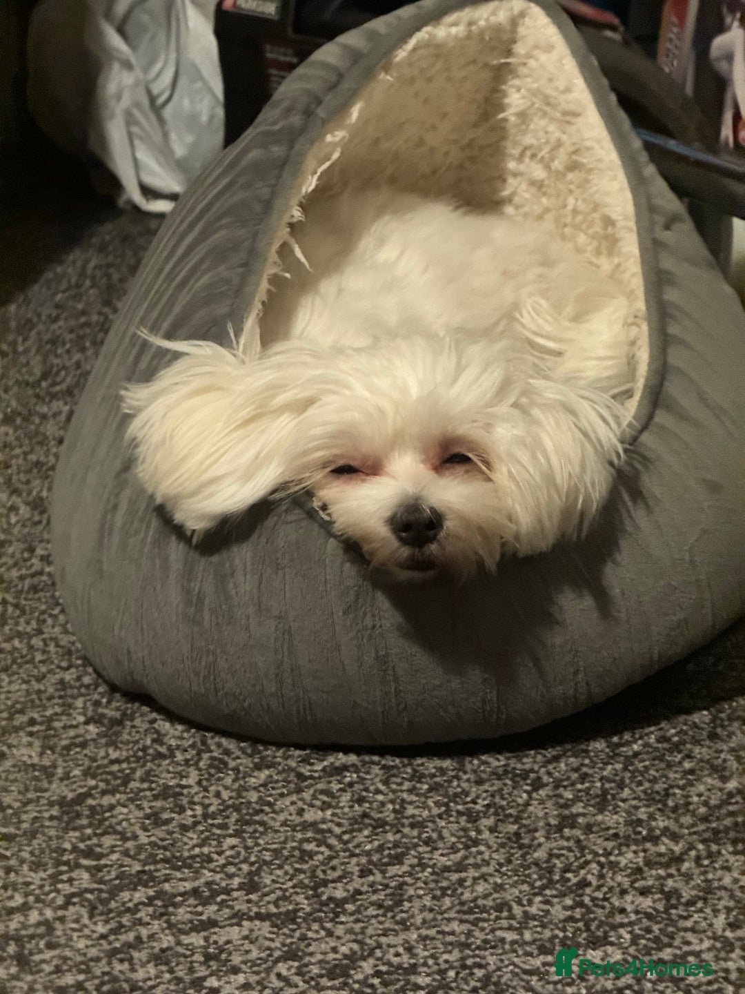 Maltese dogs for sale: >>> BEAUTIFULLY  **  PUPPIES POSSIBLE !!!<<< - Advert 4