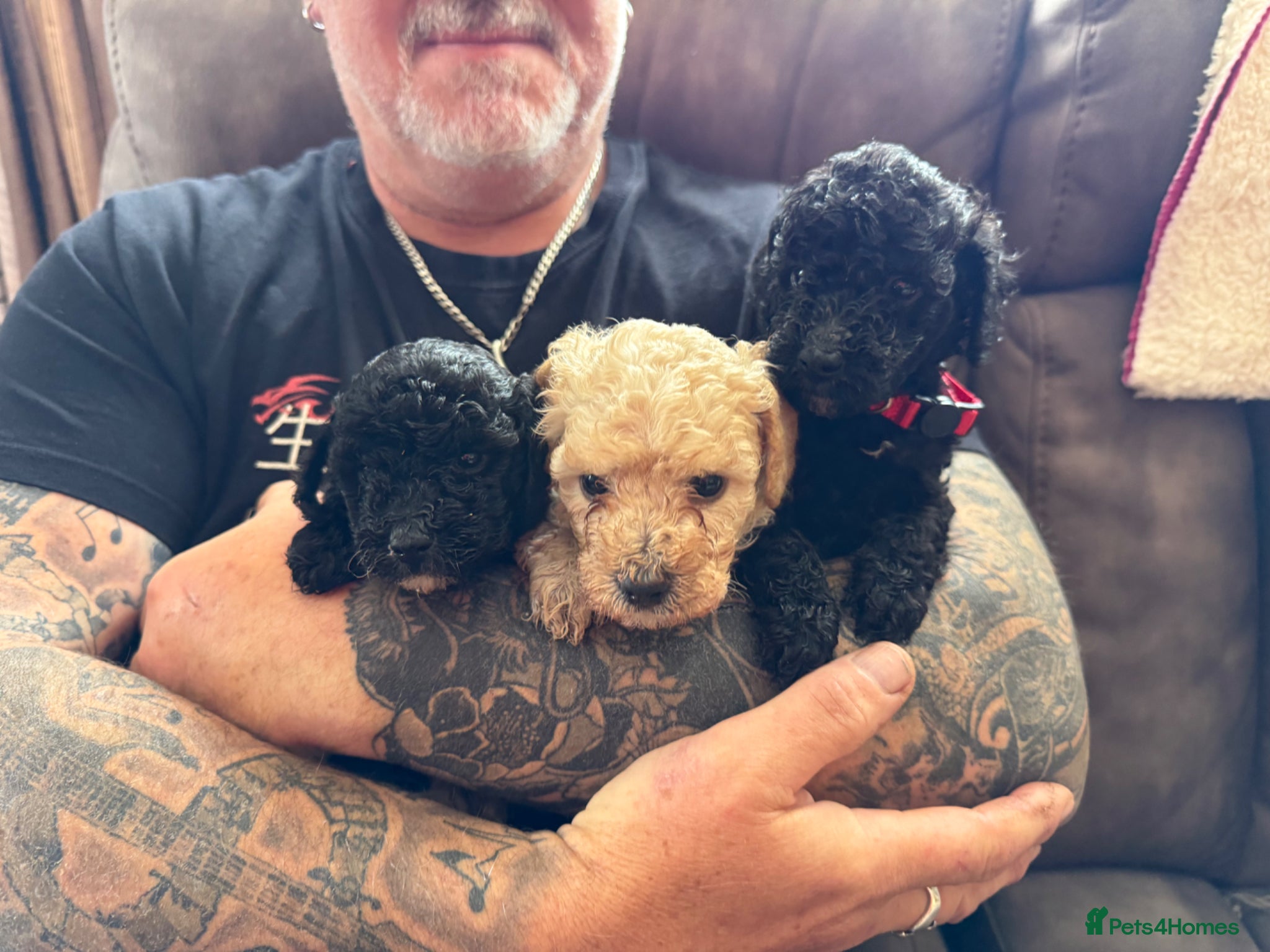Mixed Breed dogs Adorable Miniature Poodle Puppies - Advert 6