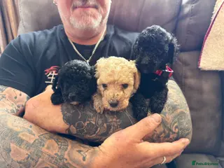 Mixed Breed dogs Adorable Miniature Poodle Puppies - Advert 6