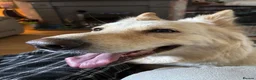 German Shepherd dogs for sale: Apricot/Cream GSD FEMALE  - Advert 19
