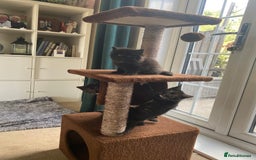 British Shorthair cats for sale: Adorable kittens  - Image 13