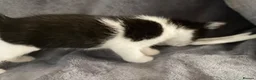 Mixed Breed cats for sale: Mixed bread tuxedo black and white - Advert 4