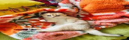 Scottish Fold cats for sale:  Our Last Precious Scottish Fold Gold  - Advert 3