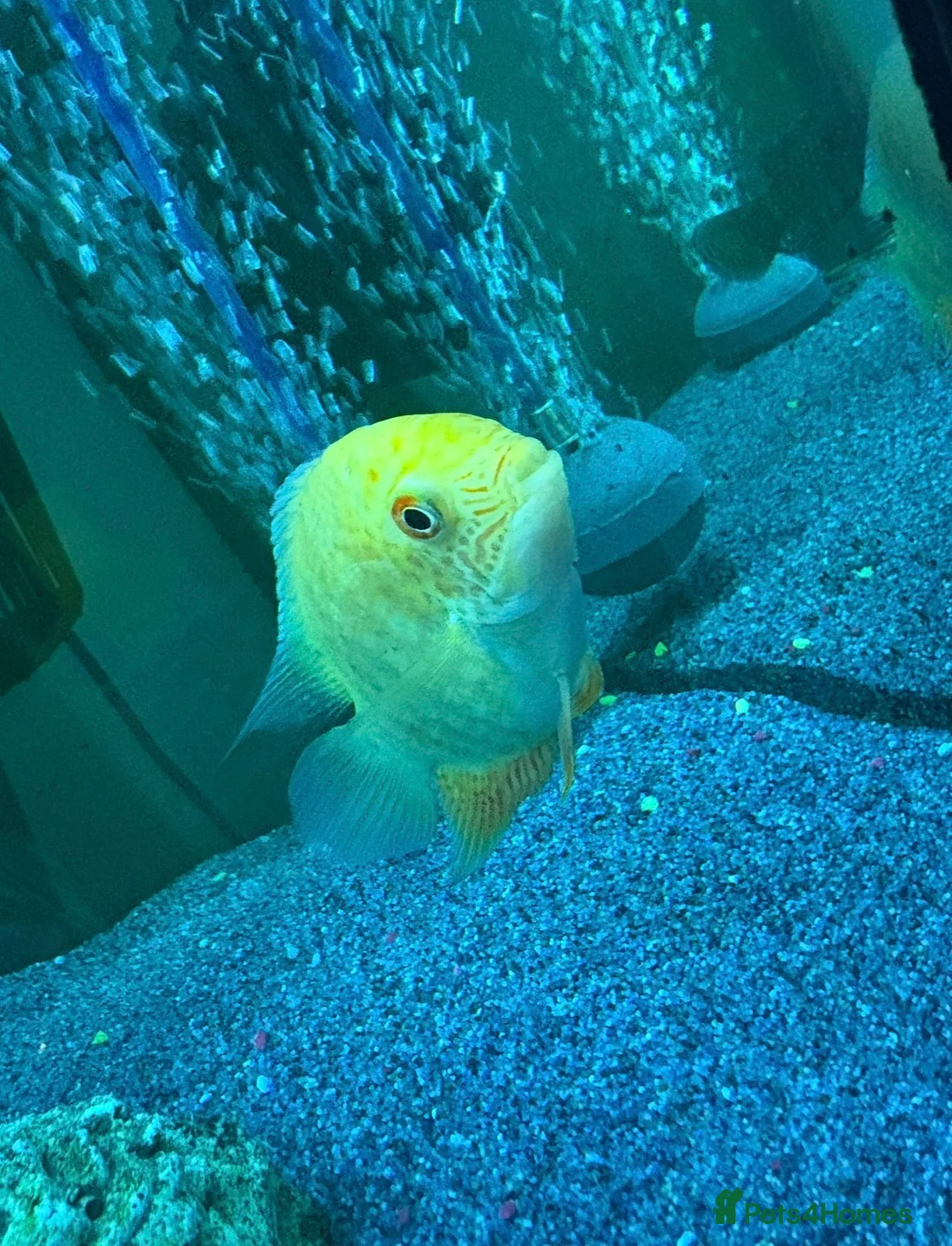 Cichlids fish for sale: CichlidS  - Advert 10