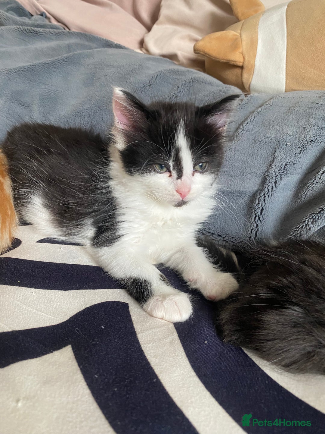 Mixed Breed cats for sale: Fluffy black and white girl - Image 3