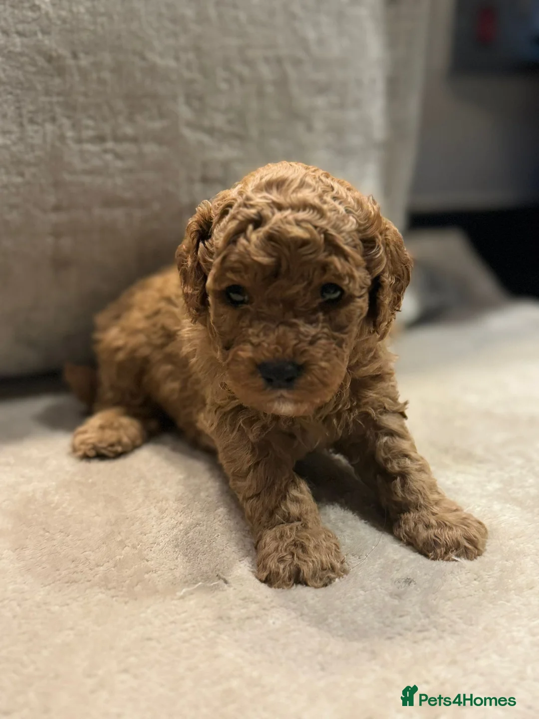 Miniature Poodle dogs for stud: PROVEN Miniature Poodle Stud - Champion Lines KC in Orpington - Advert 10