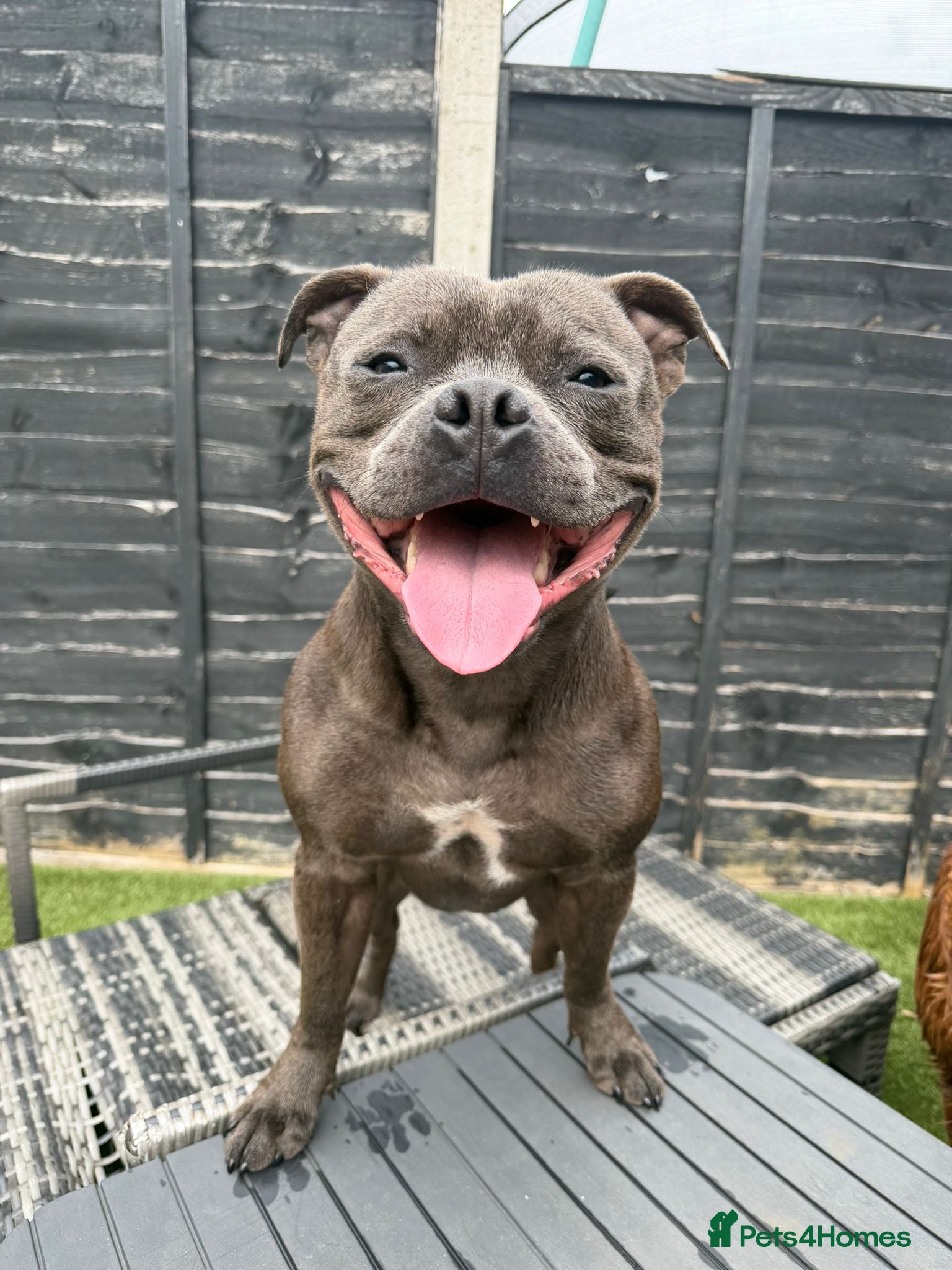 Staffordshire Bull Terrier dogs Male Staffordshire Bull terrier  - Advert 1