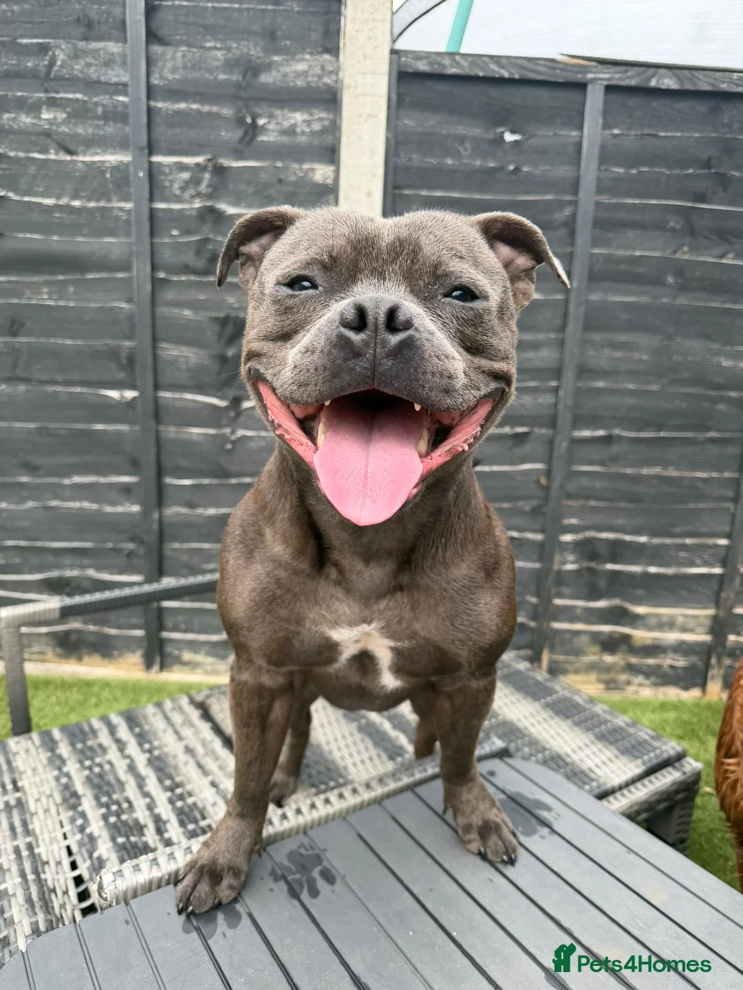 Staffordshire Bull Terrier dogs for sale: Male Staffordshire Bull terrier  - Advert 1