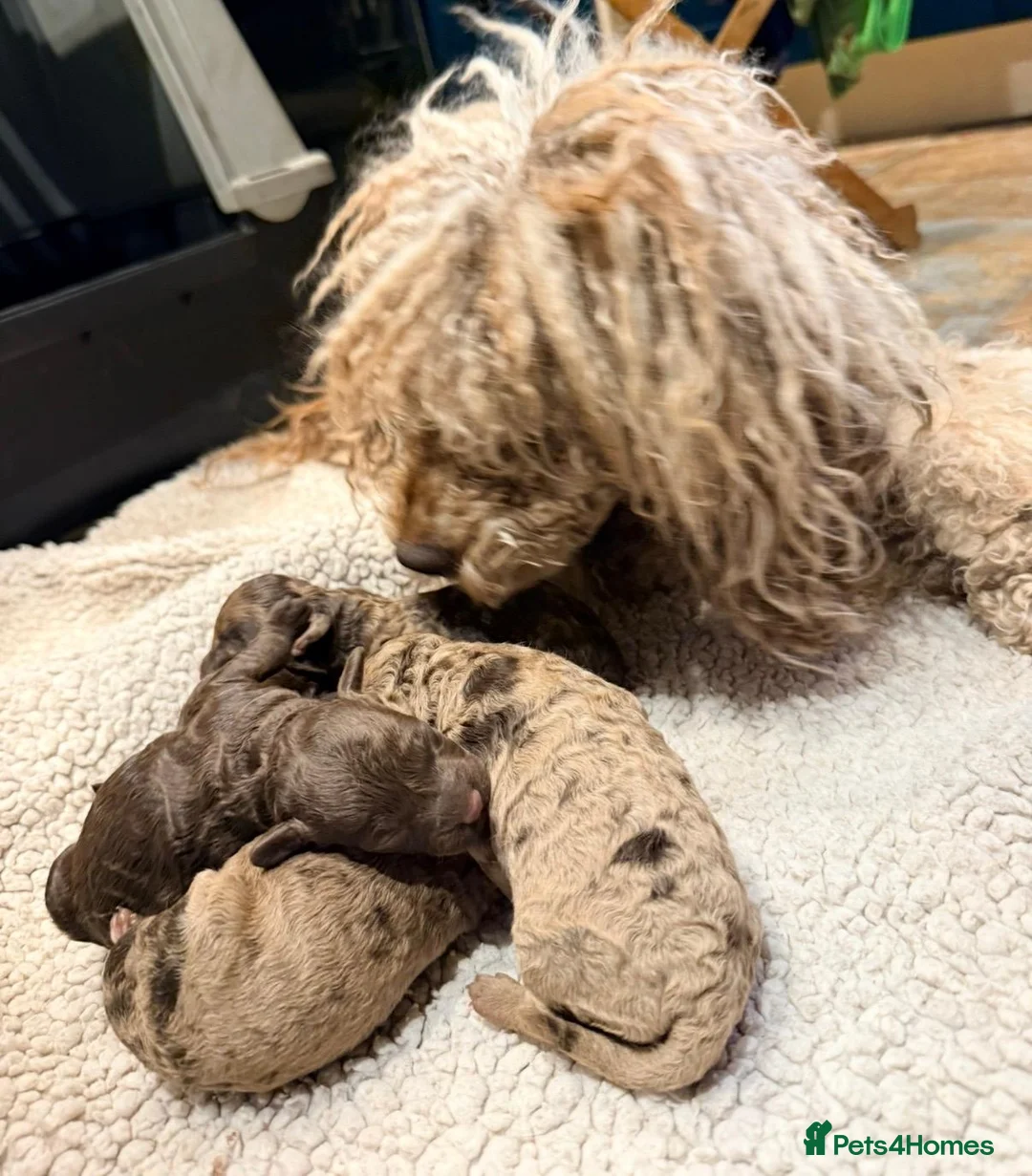 Miniature Poodle dogs for sale: 5 Gorgeous Minature poodle puppies - Advert 1
