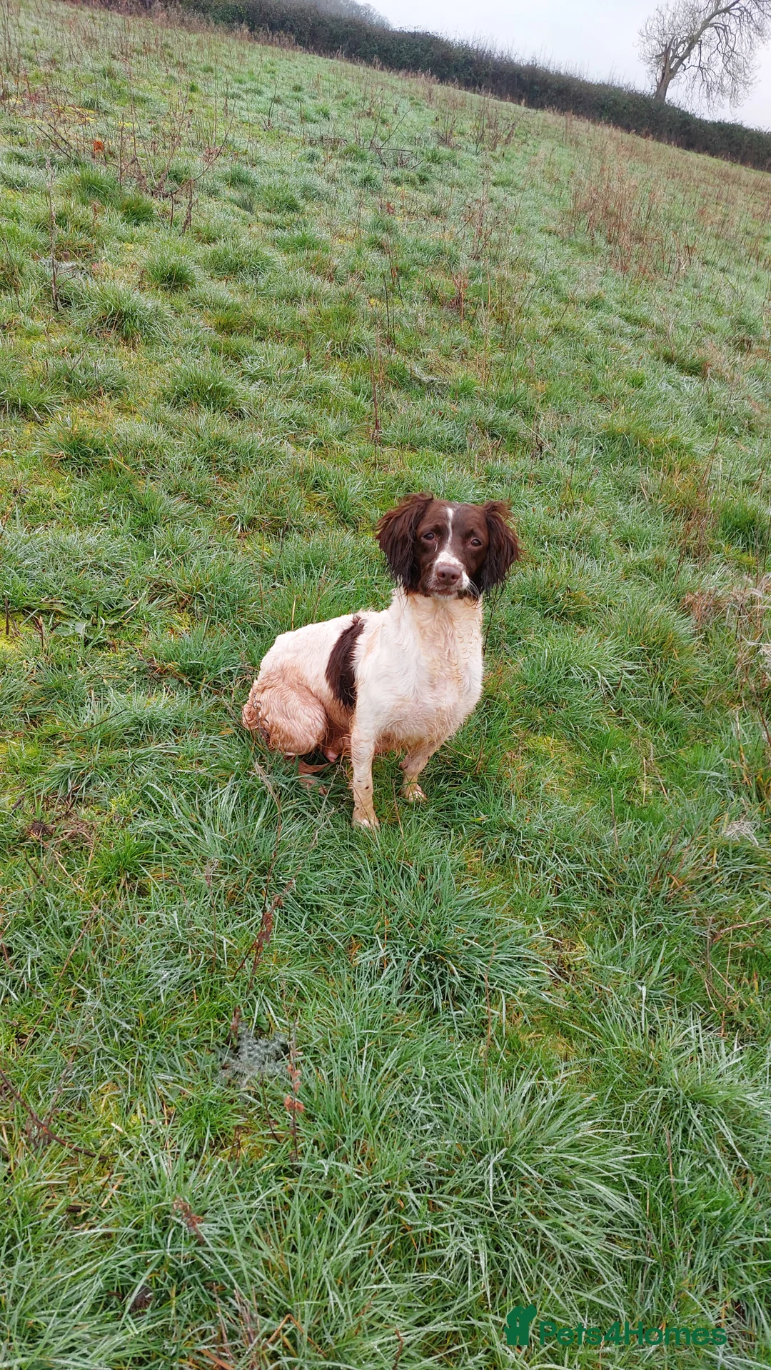 English Springer Spaniel dogs for sale: Working Springer spaniel pups - Advert 5
