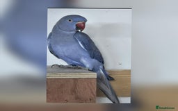 Ringnecks birds for sale: Violet male ringneck 2 years old - Image 1