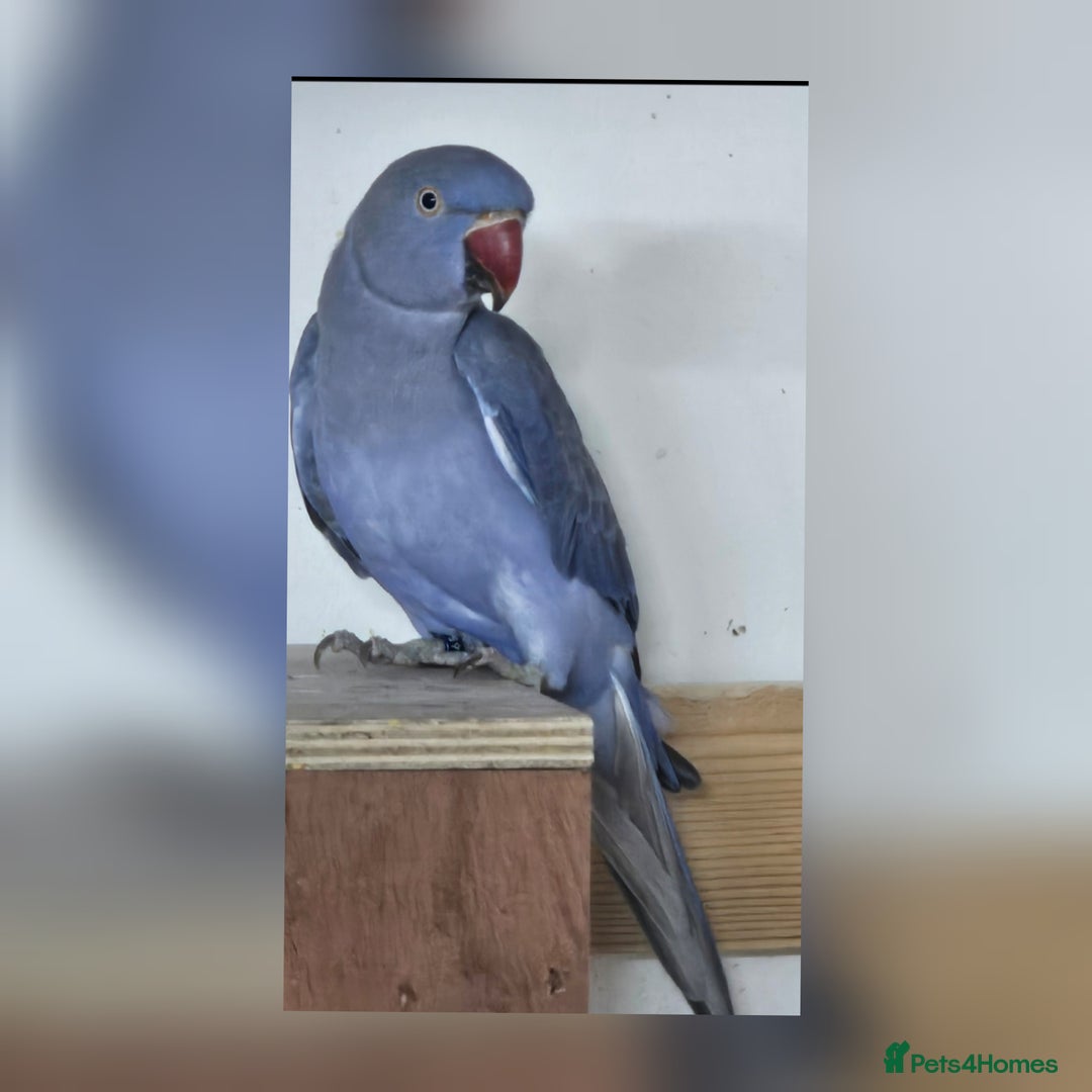 Ringnecks birds for sale: Violet male ringneck 2 years old - Image 1