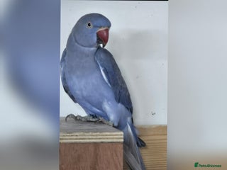 Ringnecks birds - Advert 1