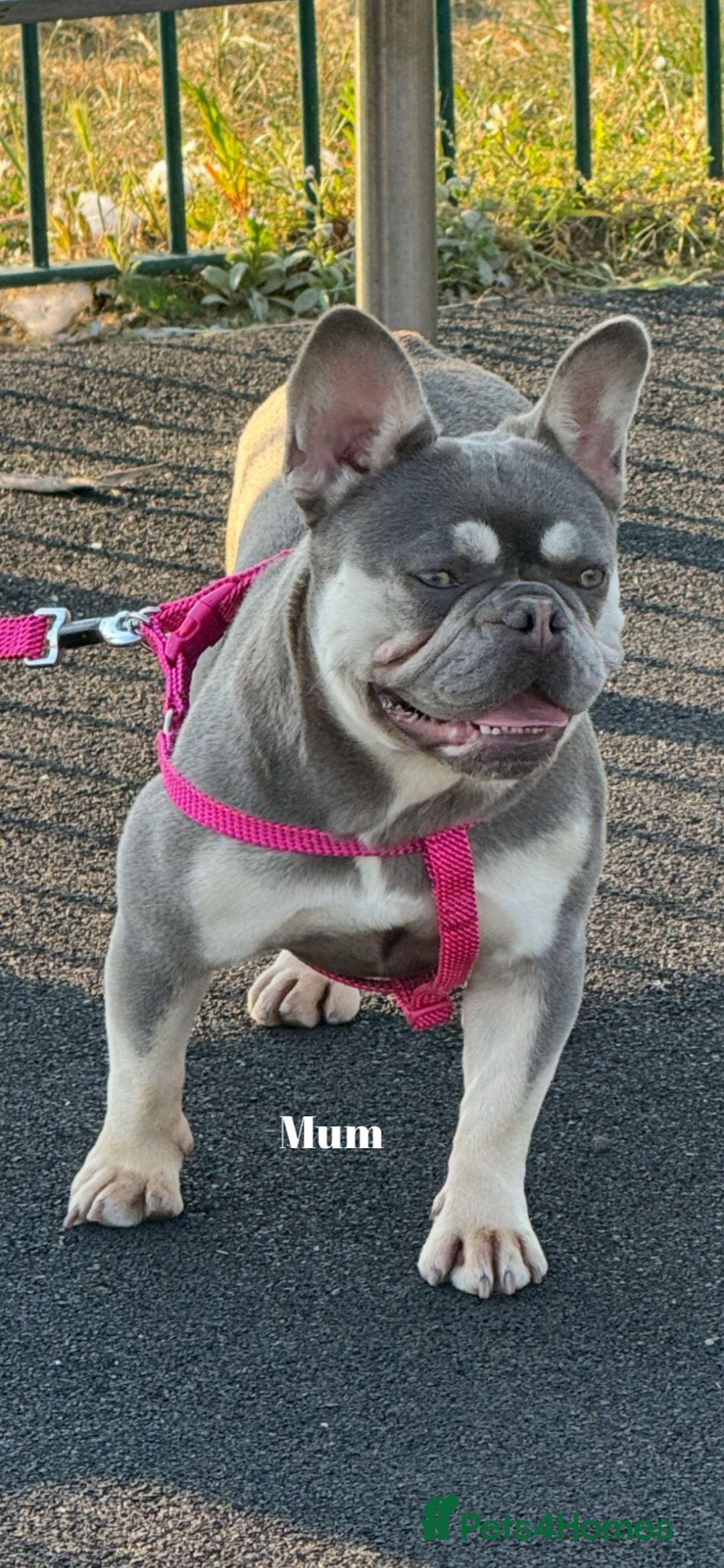 French Bulldog dogs for sale: Beautiful small build fluffy/fluffy carrier french - Image 31