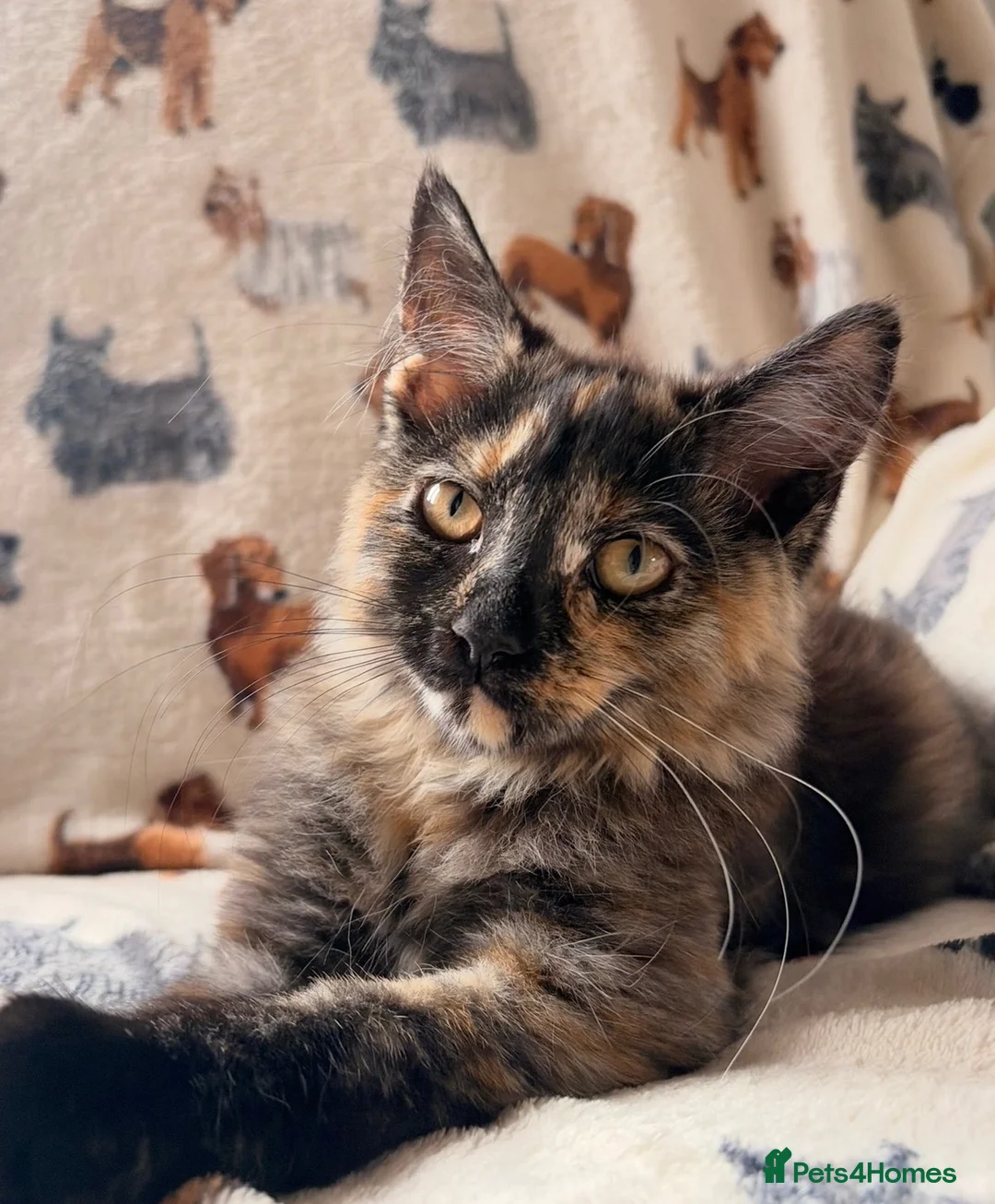 Mixed Breed cats for sale: Kitten please read full description 🩷 - Advert 1