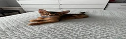 Abyssinian cats for sale: Last one boy ready to go🌟 - Advert 13