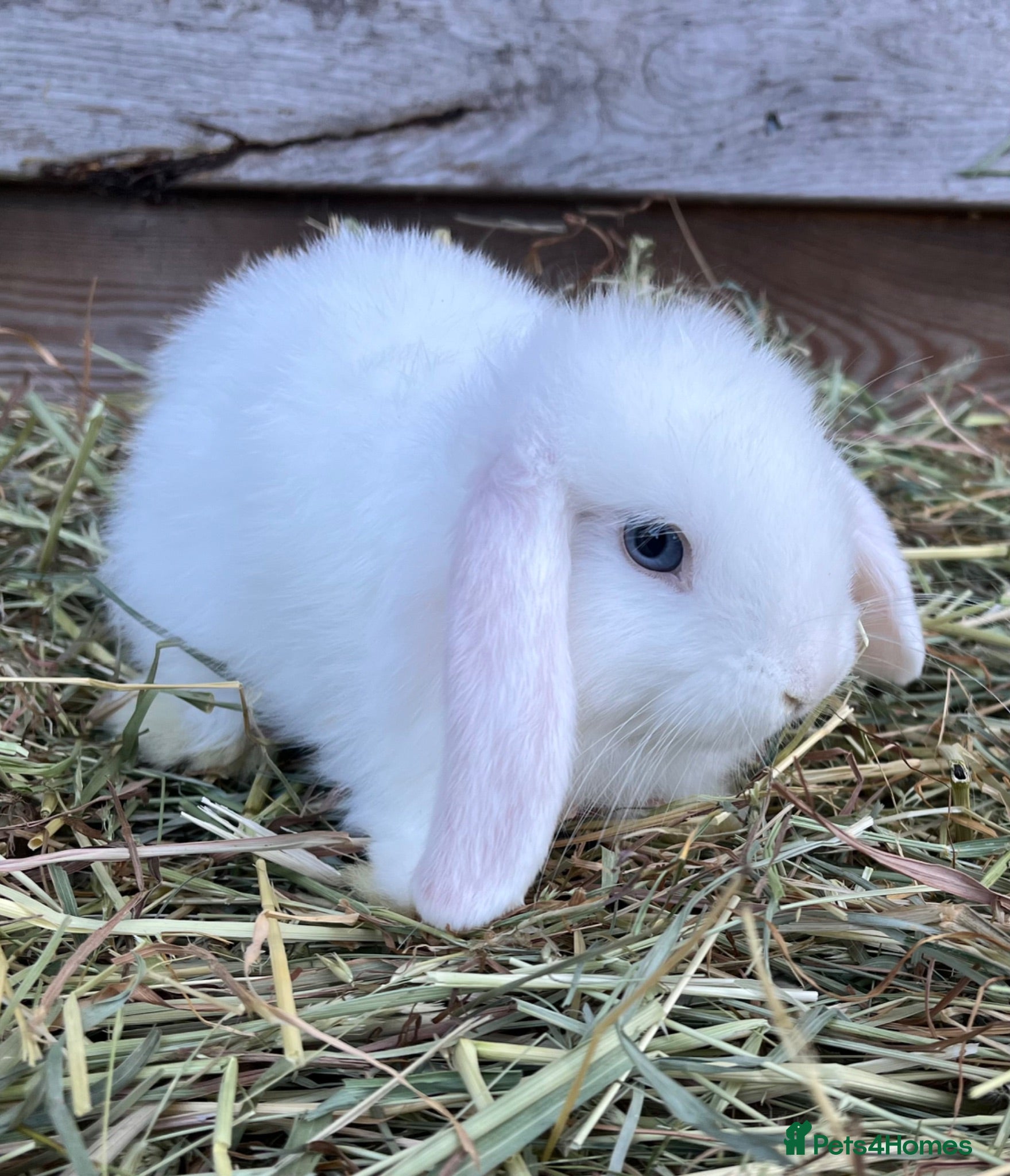 Mini Lop rabbits Gorgeous pure Mini lops and mini lion lops  - Advert 2