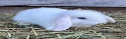 Mini Lop rabbits for sale: Gorgeous pure Mini lops and mini lion lops  - Advert 2