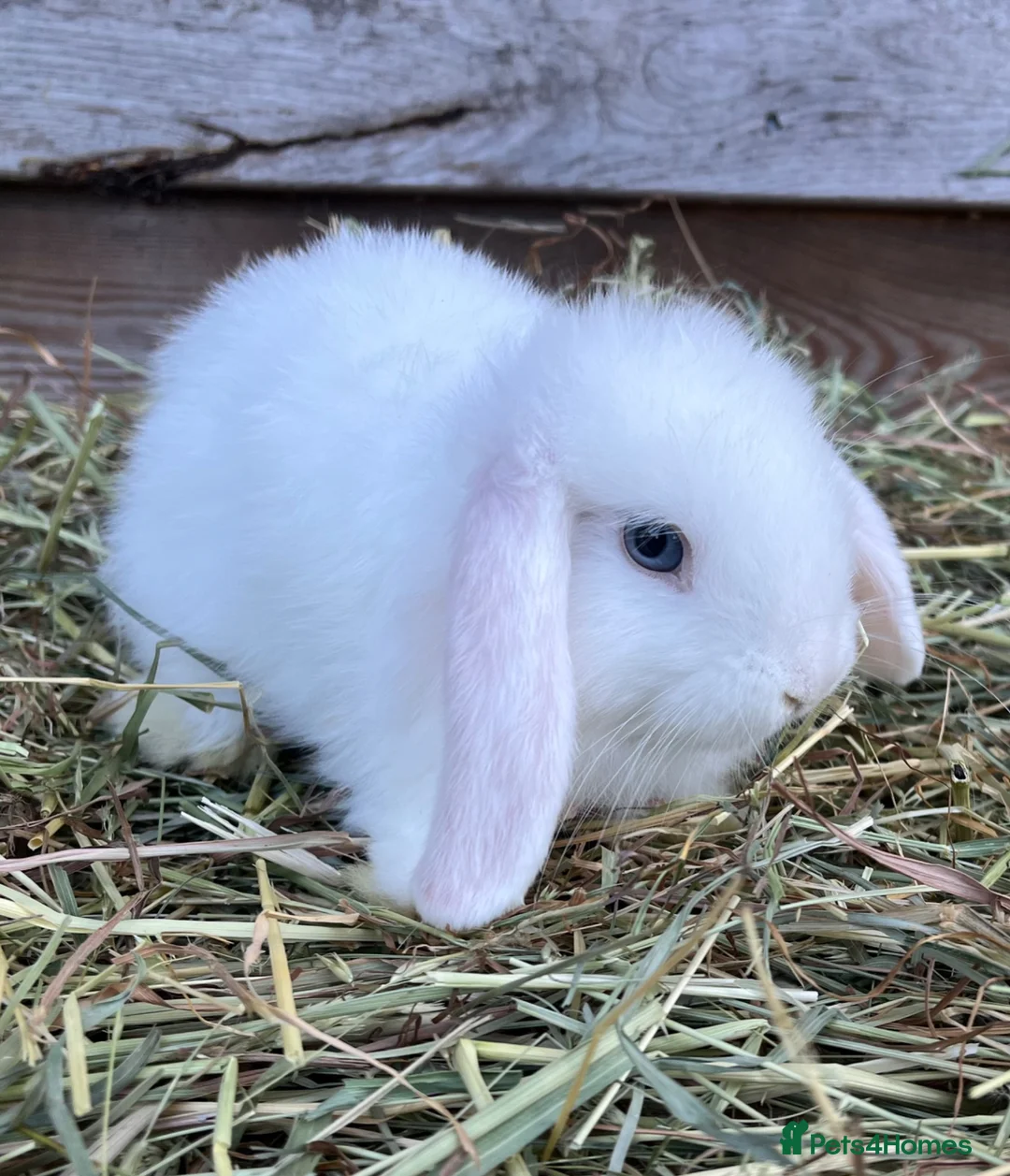 Mini Lop rabbits for sale: Gorgeous pure Mini lops and mini lion lops  - Advert 2