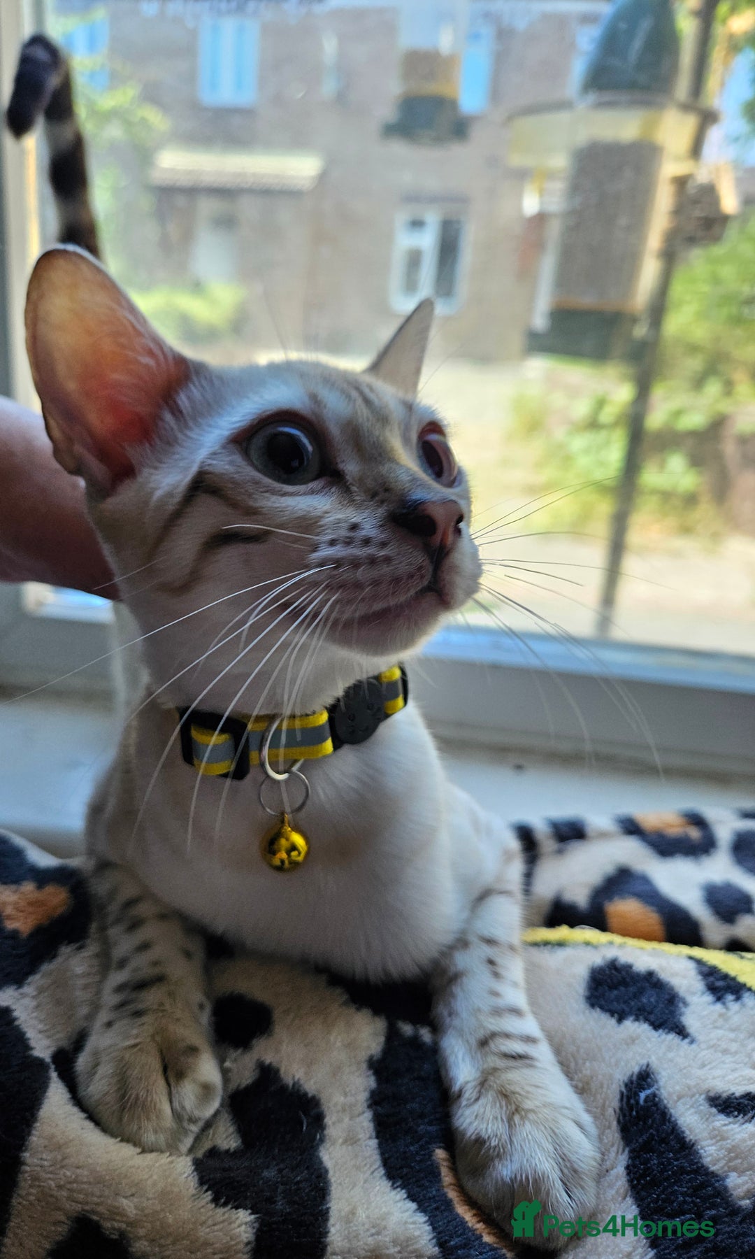 Bengal cats for sale: Snow bengal kittens for loving homes  - Image 21