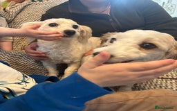 Mixed Breed dogs for sale: Beautiful sisters needing new homes  - Image 9