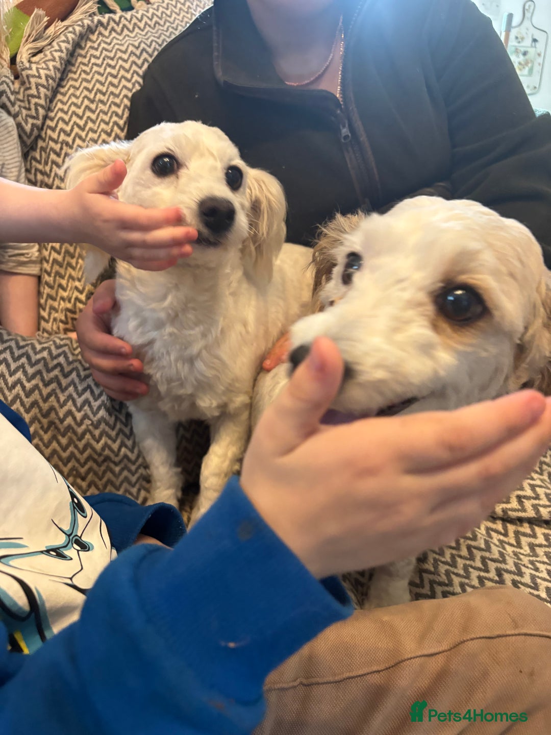 Mixed Breed dogs for sale: Beautiful sisters needing new homes  - Image 9