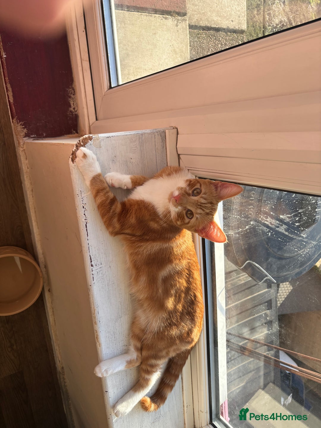 Mixed Breed cats for sale: Male cat  - Image 4