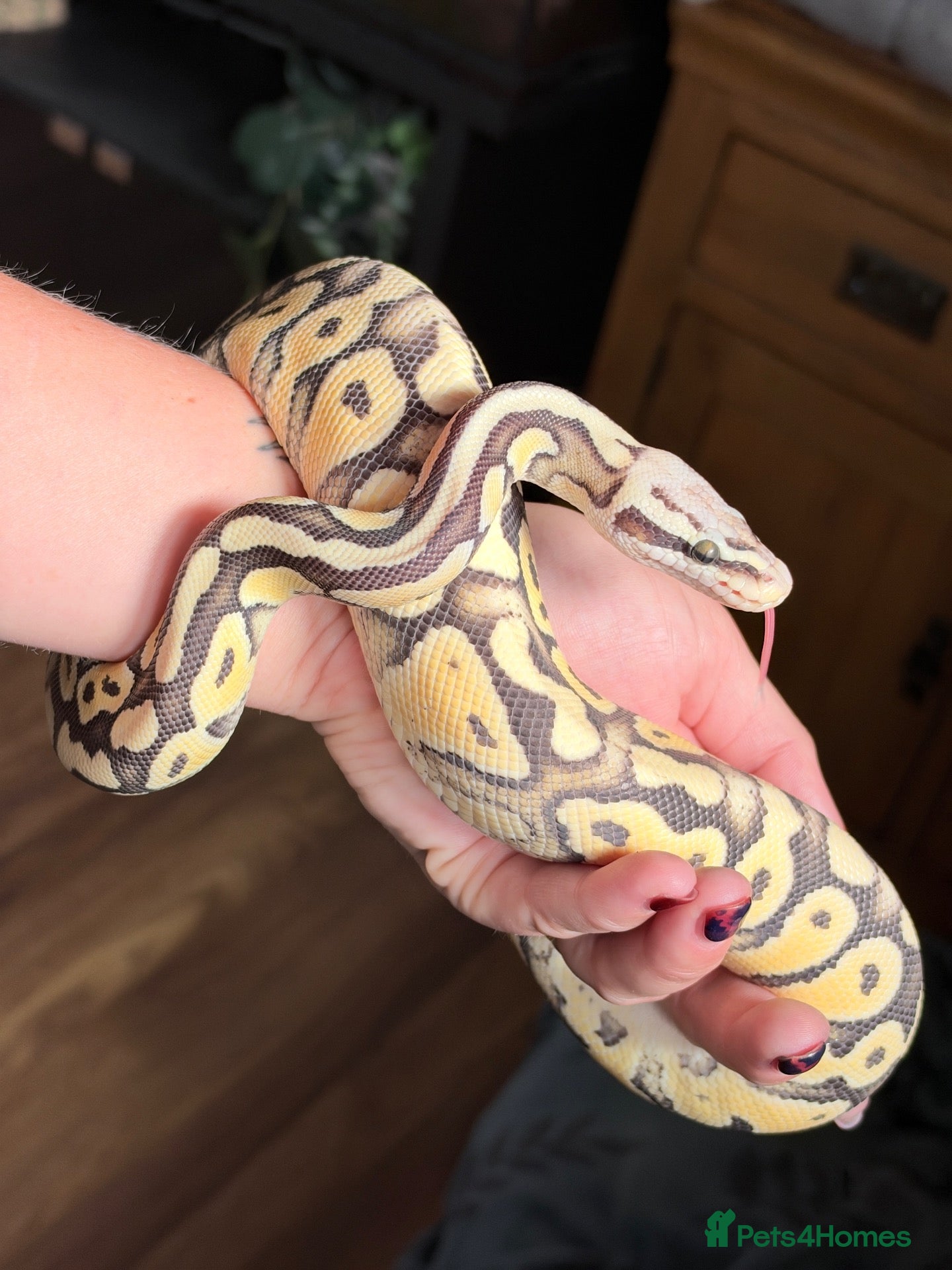 Python Snake reptiles for sale: Super Pastel Desert Ghost Ball Python  - Advert 9