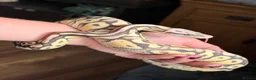 Python Snake reptiles for sale: Super Pastel Desert Ghost Ball Python  - Advert 1