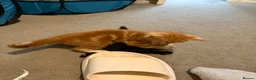 Mixed Breed cats for sale: Beautiful ginger kittens for SALE in Bradford - Advert 31