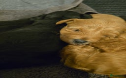 Lhasapoo dogs for sale: Beautiful lhasapoo puppies  - Image 4