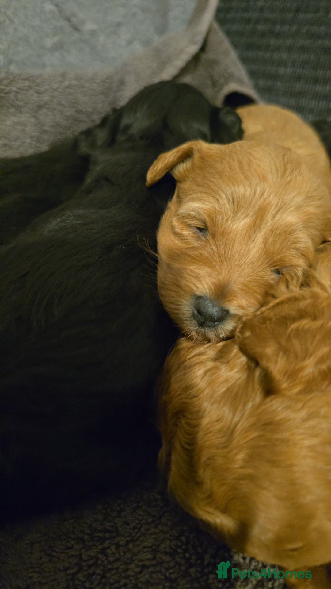 Lhasapoo dogs for sale: Beautiful lhasapoo puppies  - Image 4