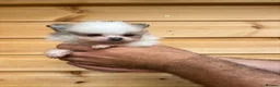 Pomeranian dogs for sale: TINY🏆 Merle & cream Pomeranian 🐾puppy’s   - Advert 10