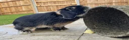 Mini Lop rabbits for sale: 4 year old male pure bread mini lop rabbit  - Advert 4