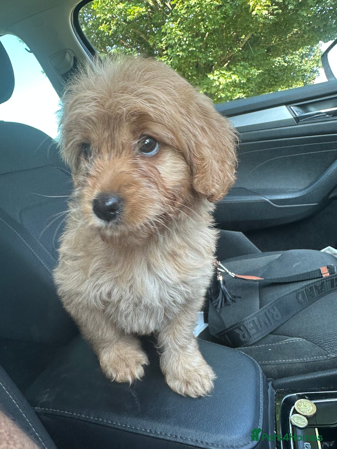 Goldendoodle dogs for sale: ** GOLDENDOODLE GIRL BVA/PRA CLEAR ** - Image 4