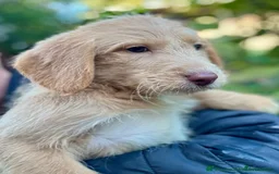 Labradoodle dogs for sale: Fully Vaccinated, Lab x Australian Labradoodles  - Image 6