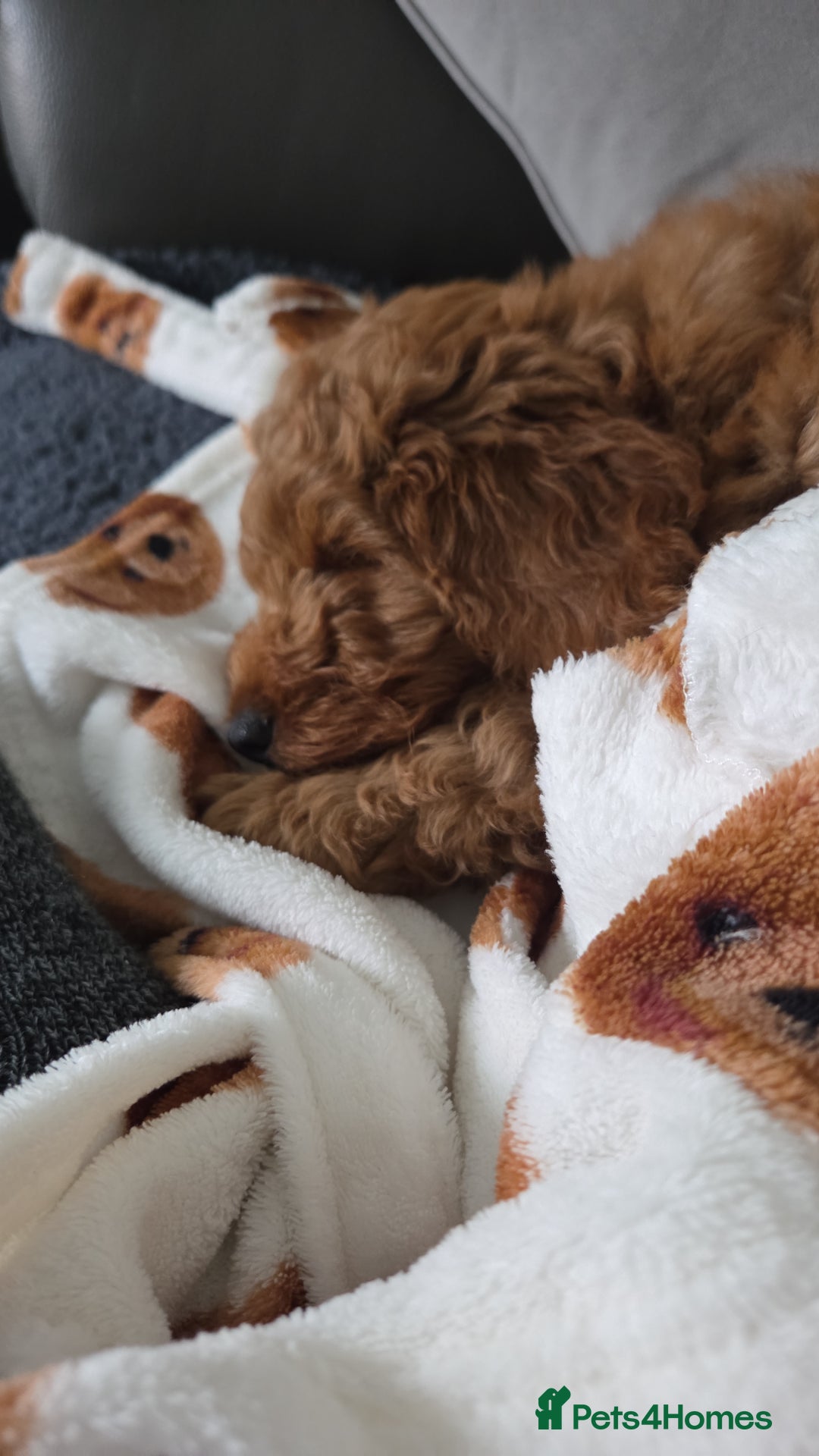 Mixed Breed dogs for sale: Australian Labradoodle/ Cockapoo fox red male  - Advert 8