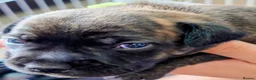 Staffordshire Bull Terrier dogs for sale: ExceptionalStaffordshire bull Terrier Puppies - Advert 9