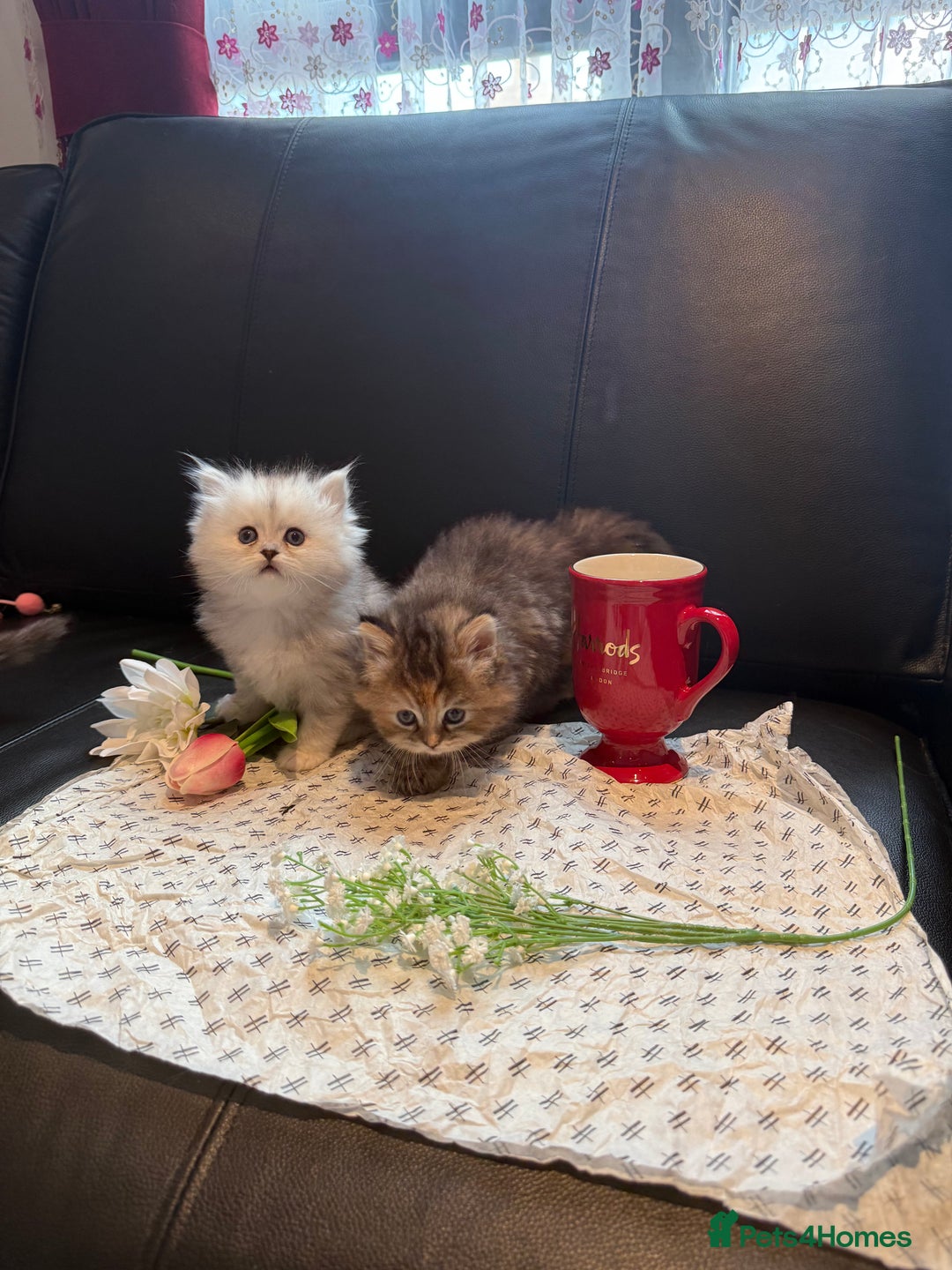 Ragdoll cats for sale: 🐾Fluffy Little Dreamers Are Here!🐈 - Image 17