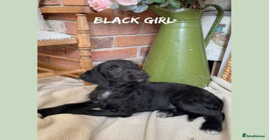 Mixed Breed dogs in Rhayader - Advert 8