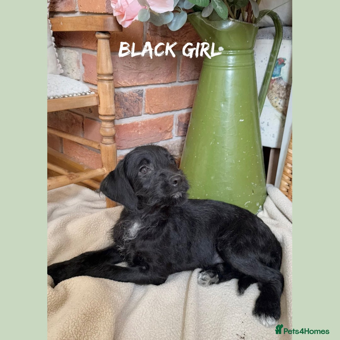 Mixed Breed dogs for sale: ☀️PERFECT POOGLES (beagleXminiature poodle)☀️ in Rhayader - Image 23
