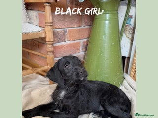Mixed Breed dogs in Rhayader - Advert 1
